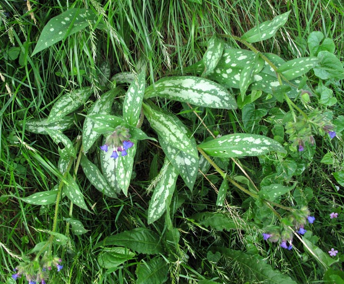Pulmonaria